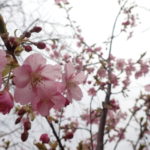 河津桜　満開です