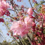 サクラ　～桜～